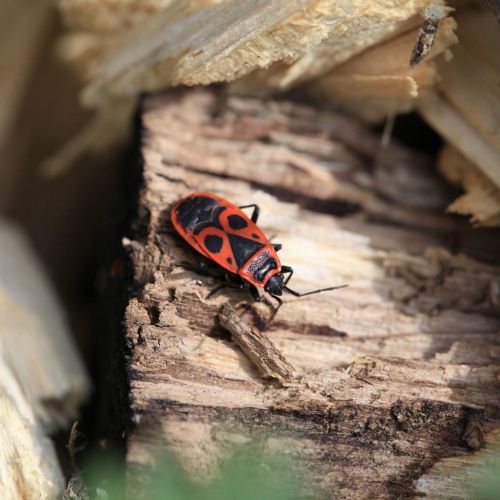 Pyrrhocoris apterus