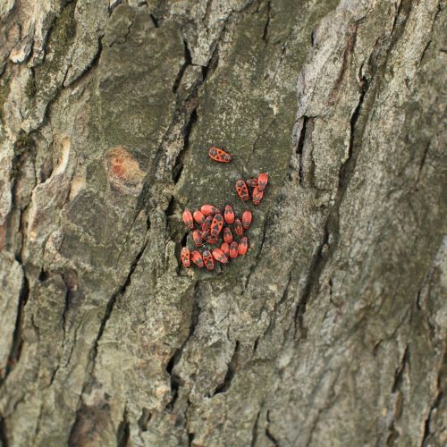 Pyrrhocoris apterus