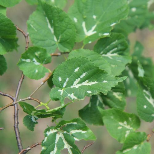 Eriophyes nervalis