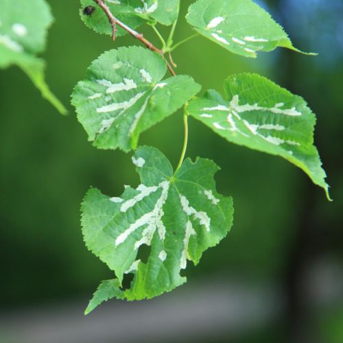 Eriophyes nervalis