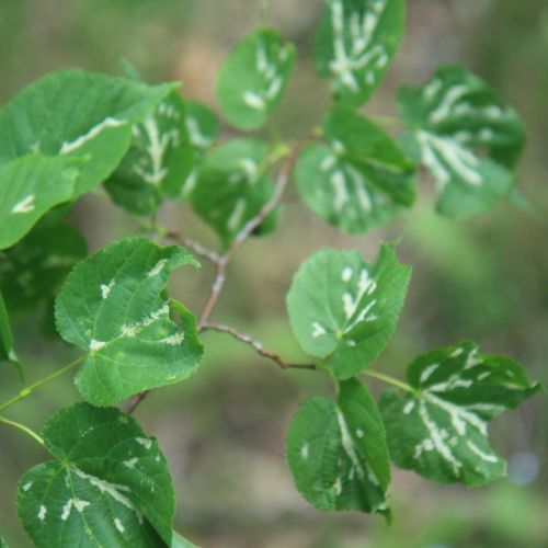 Eriophyes nervalis