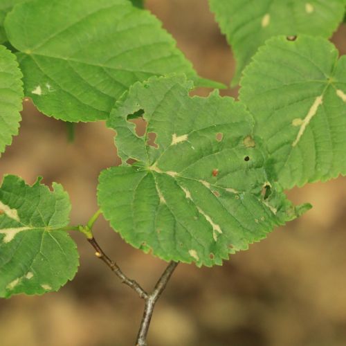 Eriophyes nervalis