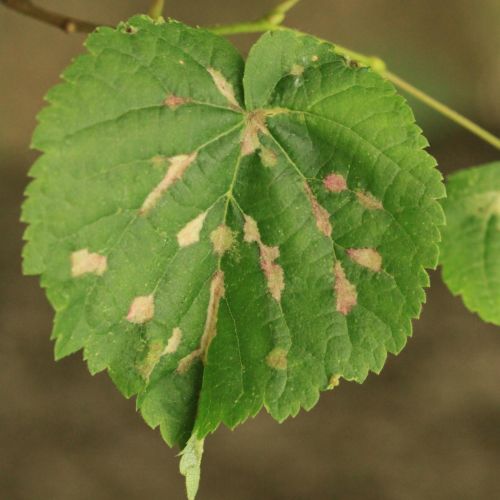 Eriophyes nervalis