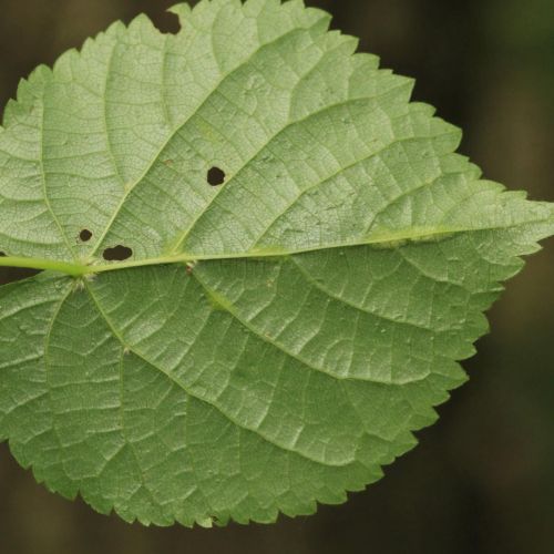 Eriophyes nervalis