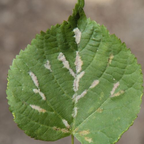 Eriophyes nervalis