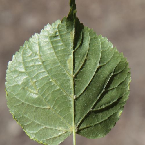 Eriophyes nervalis