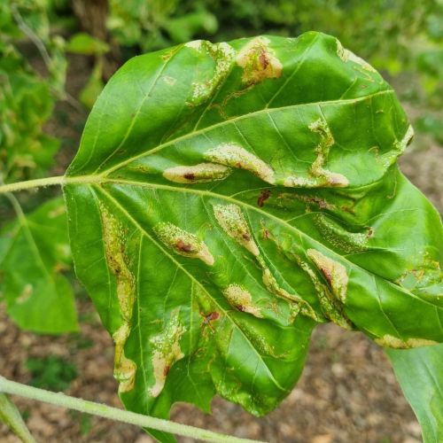 Phyllonorycter platani