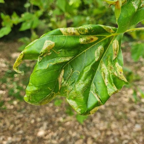 Phyllonorycter platani