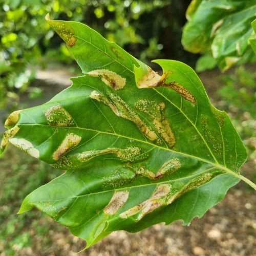 Phyllonorycter platani