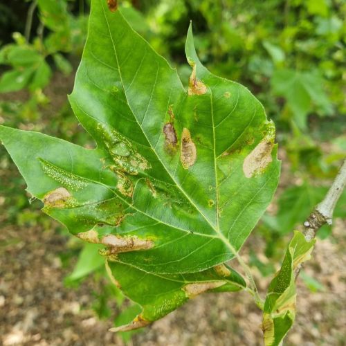 Phyllonorycter platani