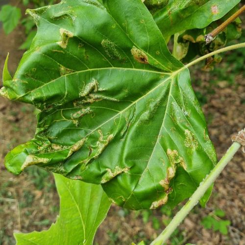 Phyllonorycter platani