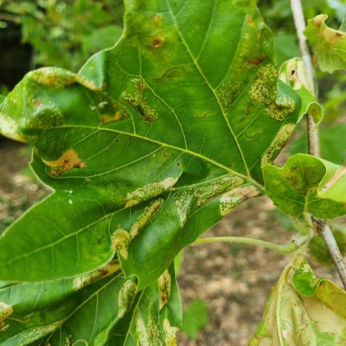 Phyllonorycter platani