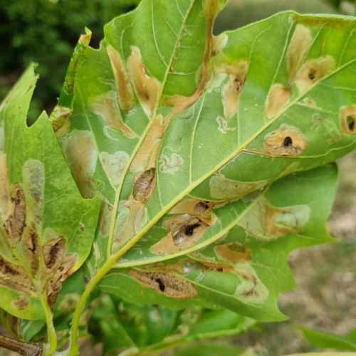 Phyllonorycter platani