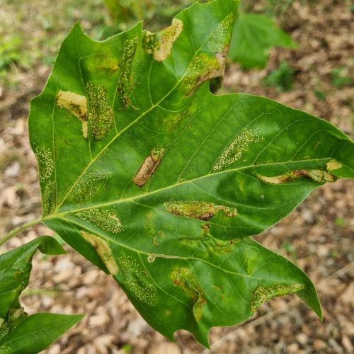 Phyllonorycter platani