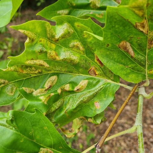 Phyllonorycter platani