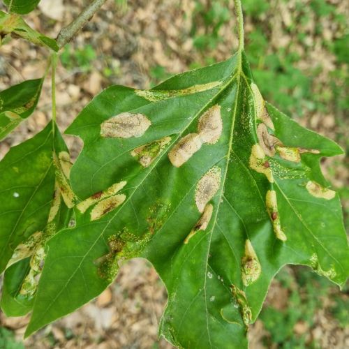 Phyllonorycter platani