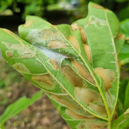 Phyllonorycter platani