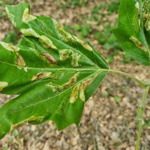 Phyllonorycter platani