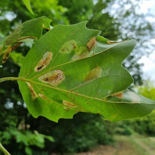 Phyllonorycter platani