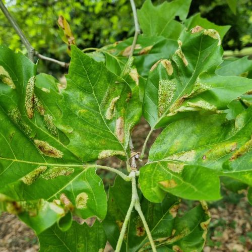 Phyllonorycter platani