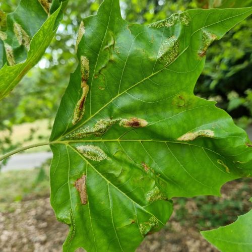 Phyllonorycter platani