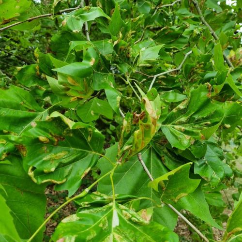 Phyllonorycter platani