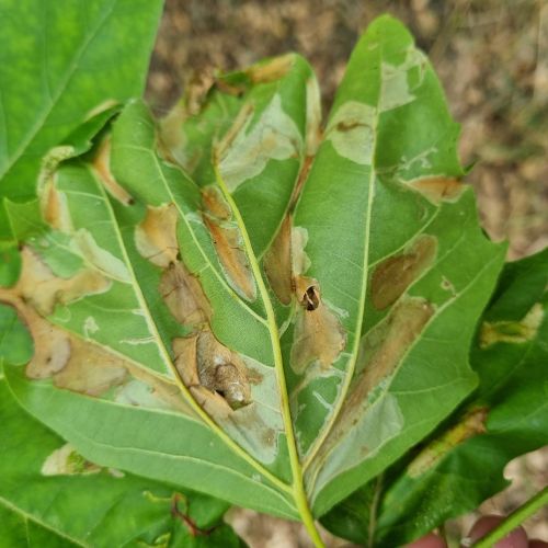 Phyllonorycter platani