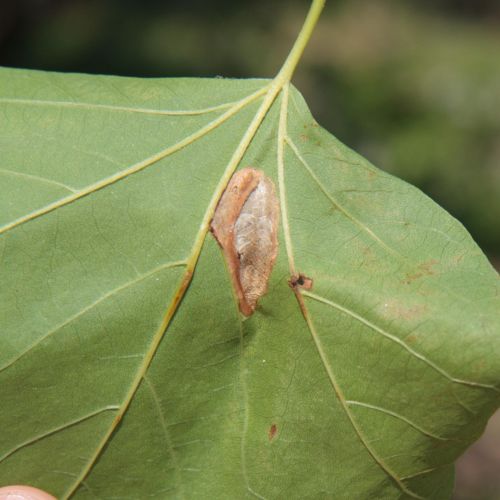 Phyllonorycter platani