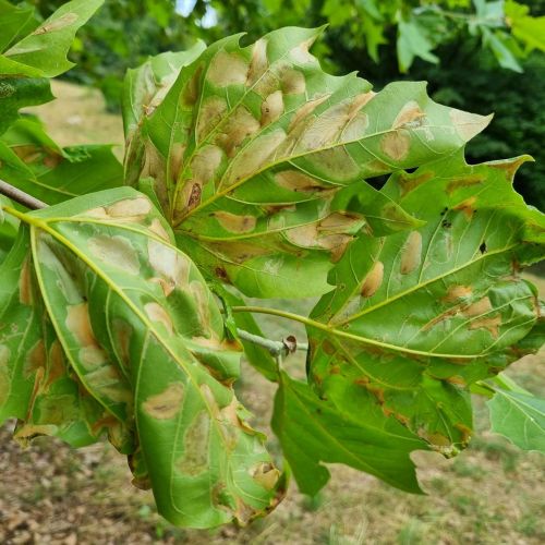 Phyllonorycter platani