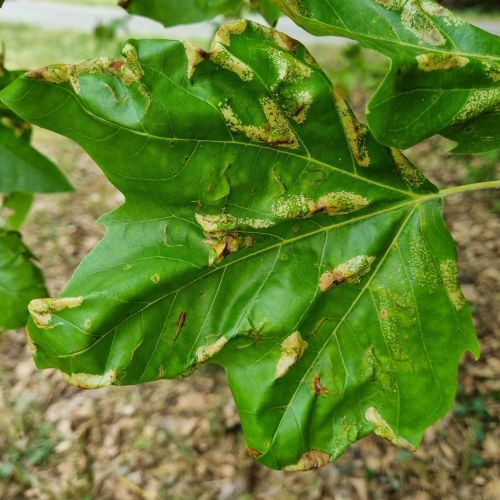 Phyllonorycter platani