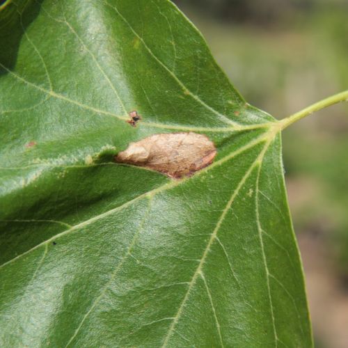 Phyllonorycter platani