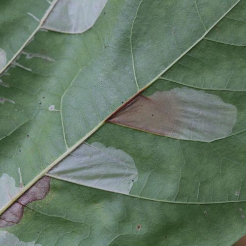 Phyllonorycter platani