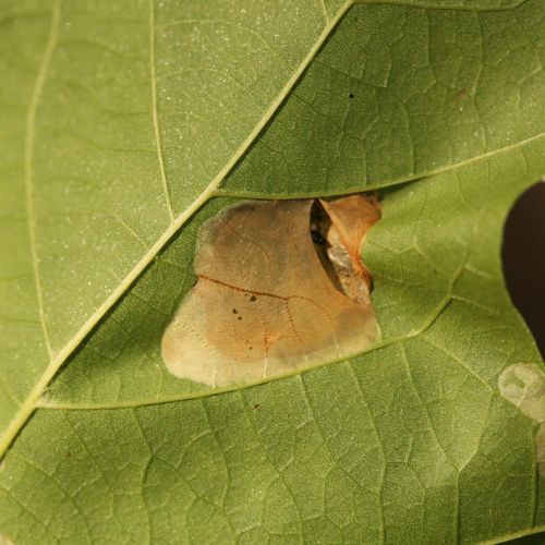 Phyllonorycter platani