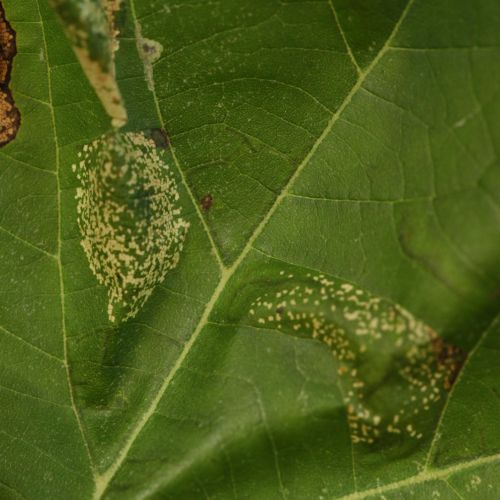 Phyllonorycter platani