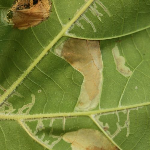 Phyllonorycter platani