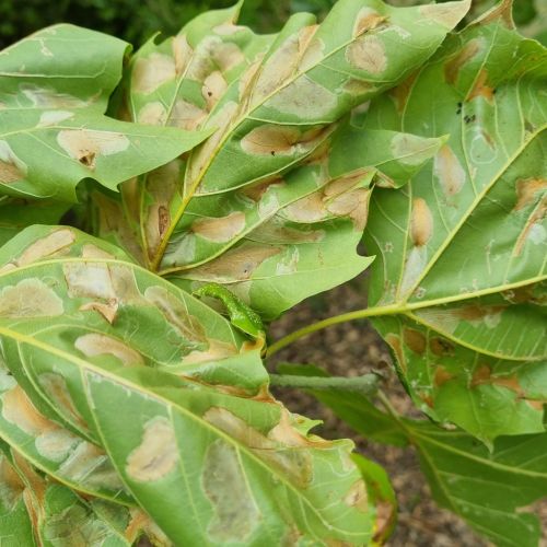 Phyllonorycter platani