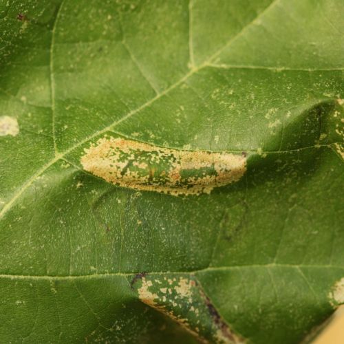 Phyllonorycter platani