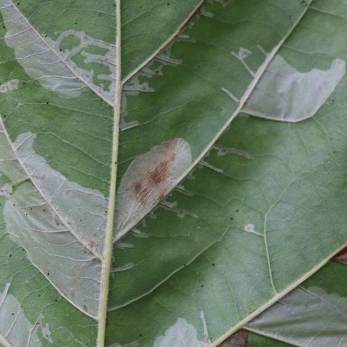 Phyllonorycter platani