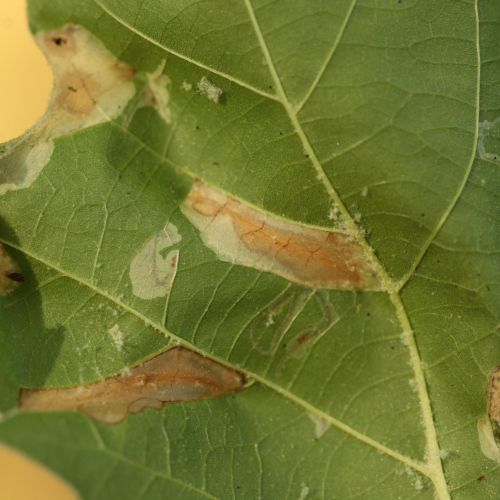 Phyllonorycter platani