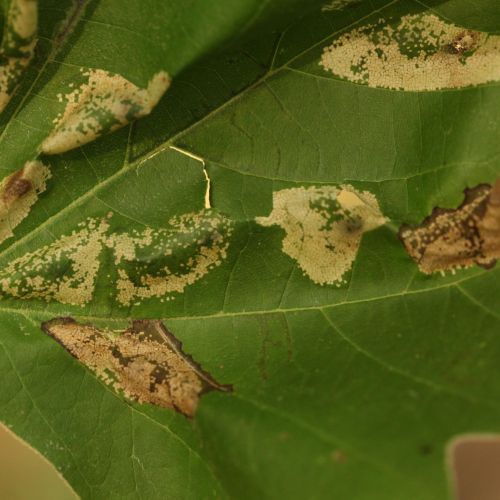 Phyllonorycter platani