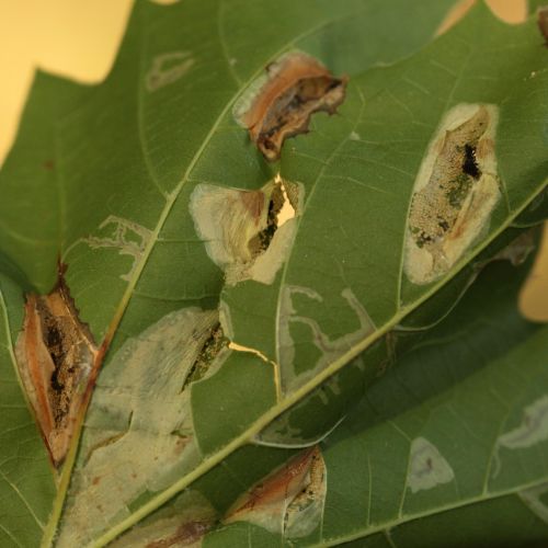 Phyllonorycter platani