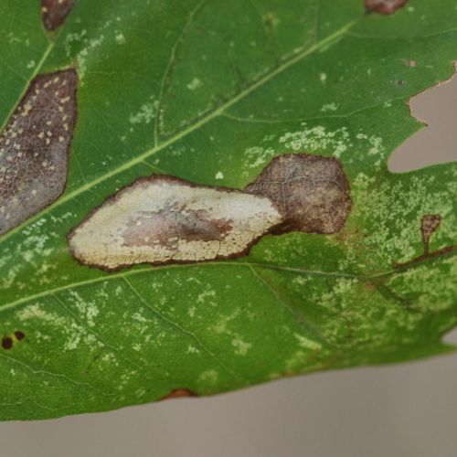 Phyllonorycter platani