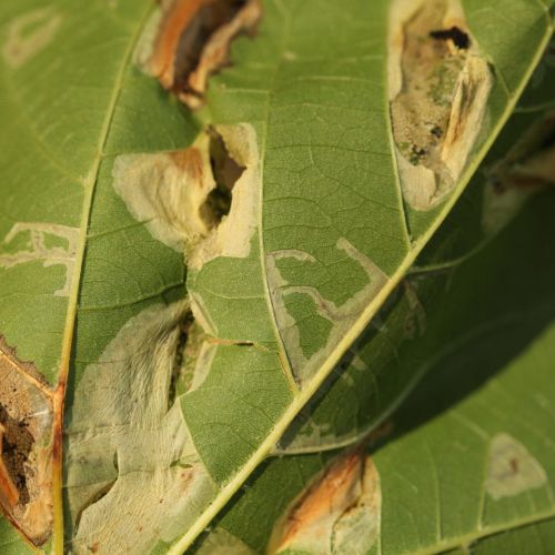 Phyllonorycter platani