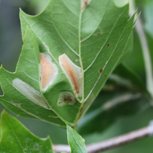 Phyllonorycter platani