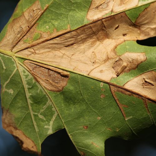 Phyllonorycter platani