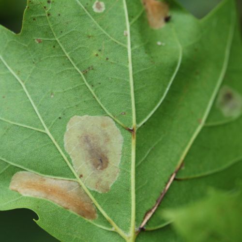 Phyllonorycter platani