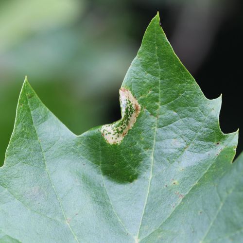 Phyllonorycter platani