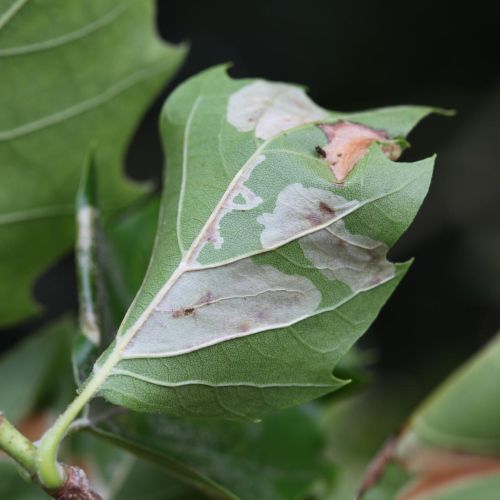 Phyllonorycter platani