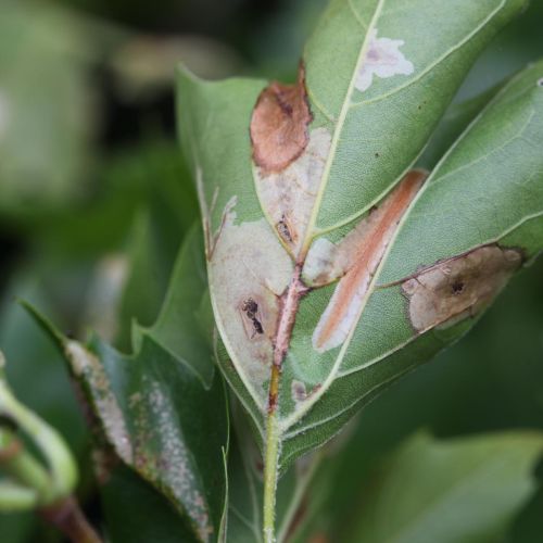 Phyllonorycter platani