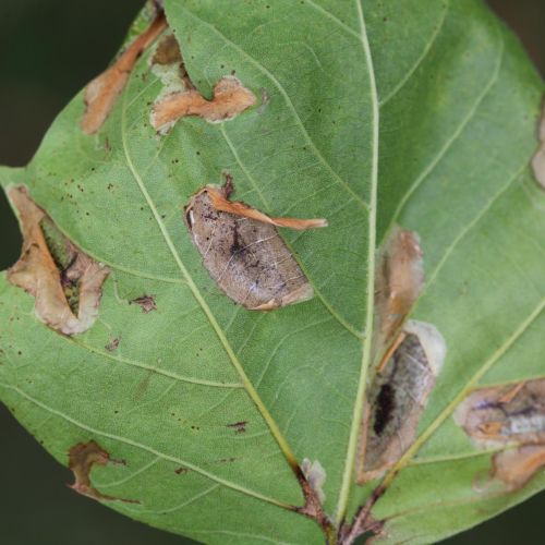 Phyllonorycter platani